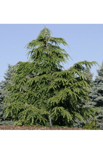 Тсуга канадська в ландшафтному дизайні